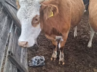 Kuh, Latvian Blue cattle — Foto 1