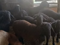 نعجة, Hissar sheep — الصورة 3