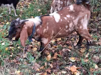 公山羊, Nubian Goat — 照片 5