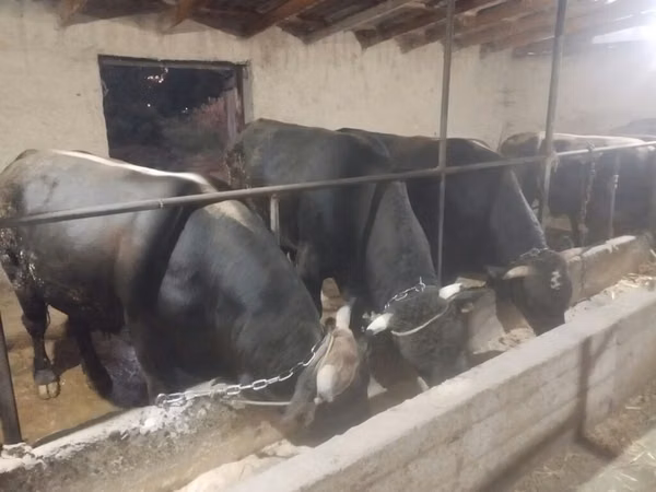 公牛, Swiss cattle — 吉尔吉斯斯坦