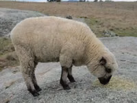 كبش, Hampshire sheep — الصورة 4