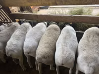 Schaf, Dorper sheep — Foto 3