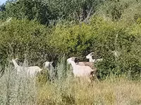عنزة, Saanen goat — الصورة 2
