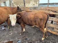 Vaca, Latvian Blue cattle — foto 5