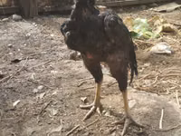 Chickens — Foto 3