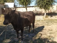 Toro, Ganado vacuno — foto 2