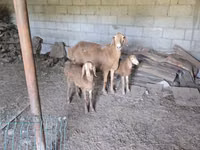 نعجة, Tian-Shan semifinewool sheep — الصورة 7