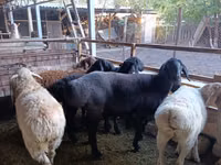 Schaf, Rhon sheep — Foto 2