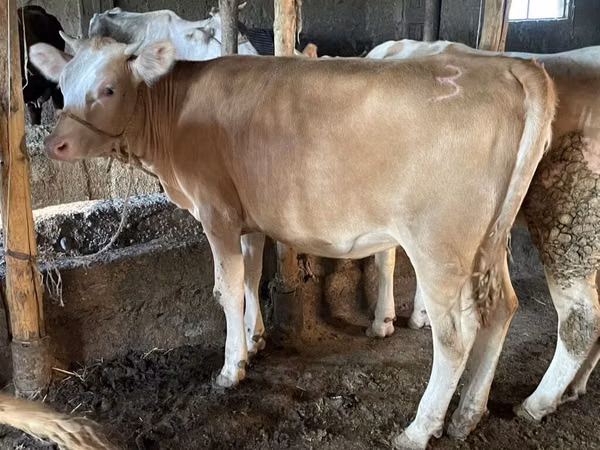 Toro, Simmental cattle