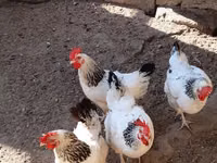 لاكنفيلدر — الصورة 3