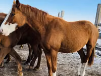 Stute, Thoroughbred horse — Foto 3