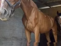Stute, Polish pony — Foto 2