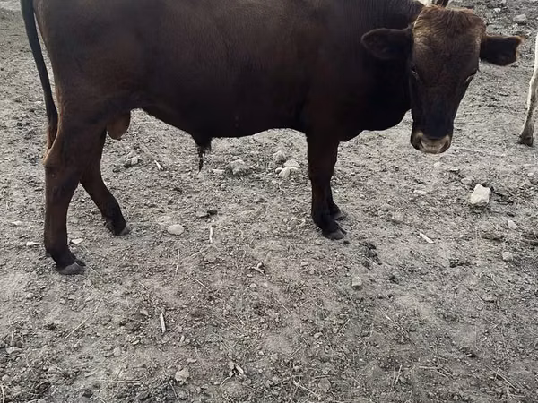 公牛, Aberdeen-Angus — 哈萨克斯坦