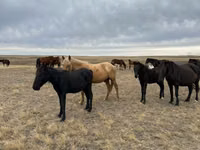 Caballo, Caballos — foto 3