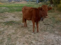 Bulle, Rinder — Foto 2