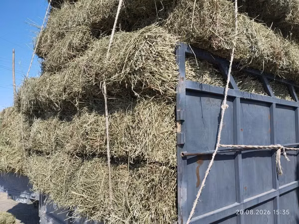 Сено в тюках кастра - Натуральное луговое сено, спрессованное в