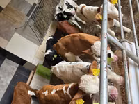 Бұқа, Simmental cattle — 1-сурет