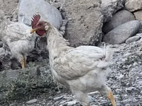 Chickens — Foto 2