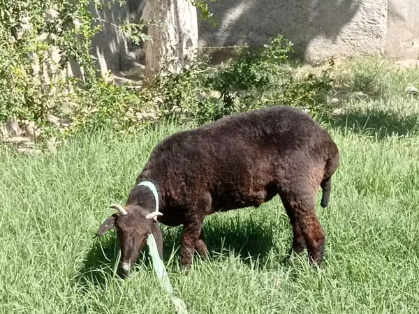 كبش, الأغنام — أوزبكستان