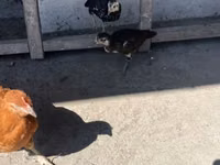Chickens — photo 3