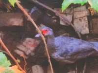 Ducks — 1-сурет