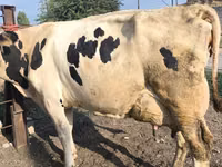 Kuh, Swiss cattle — Foto 3