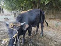 公牛, Cattle — 照片 2