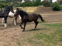 Hengst, Hucul pony — Foto 1