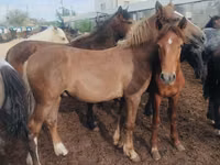 Жылқылар (топ, жынысы көрсетілмеген), Horse breed — 2-сурет