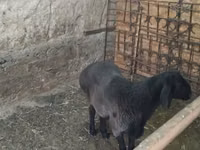 公羊, Sheep — 照片 1