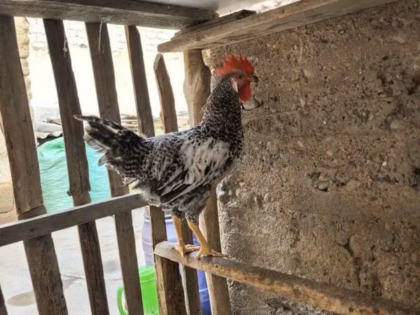 Chickens