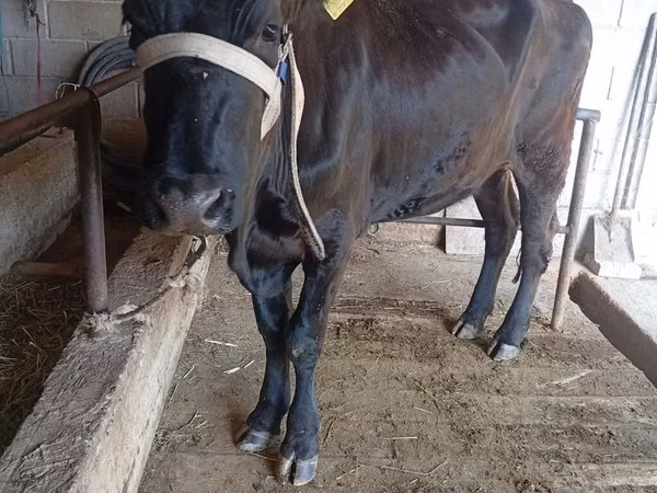 母牛, Russian Black pied cattle — 吉尔吉斯斯坦