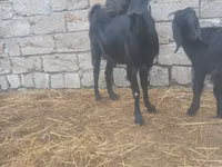 बकरी, Damask goat — फ़ोटो 1