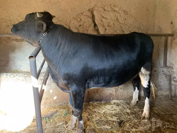 公牛, Cattle — 乌兹别克斯坦