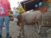 公牛, Limousin cow — 照片 2