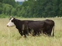بقرة, Yaroslavl cattle — الصورة 2