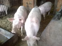 Säue, Schweine — Foto 1