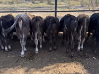 Toro, Swiss cattle — foto 7