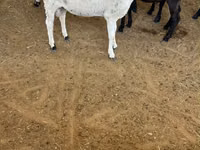كبش, الأغنام — الصورة 1