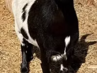 تيس, Dutch Landrace goats — الصورة 3