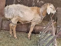 Widder, Arashan sheep — Foto 7