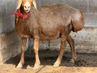 نعجة, الأغنام — الصورة 4