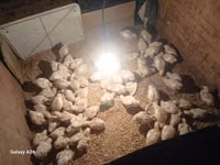 Chickens — الصورة 2