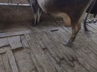 母牛, Cattle — 照片 1