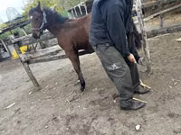 Hengst, Nonius horse — Foto 2