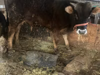 公牛, Cattle — 照片 1