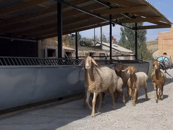 نعجة, Arashan sheep