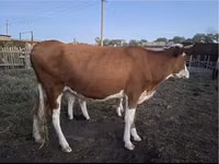 母牛, Simmental cattle — 照片 1