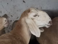 Carnero, Arashan sheep — foto 2