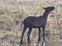Oveja, Cameroon sheep — foto 3